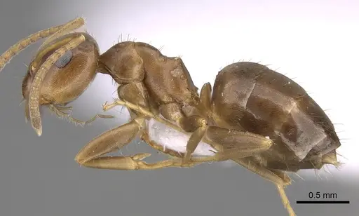 Lasius lasioides specimen CASENT0906077 image casent0906077_3