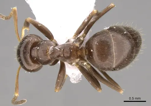 Lasius lasioides specimen CASENT0906078 image casent0906078_1