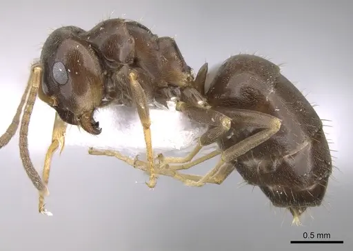 Lasius lasioides specimen CASENT0906078 image casent0906078_3