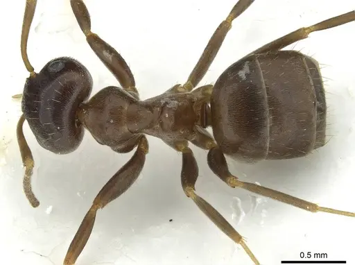 Lasius lasioides specimen CASENT0912293 image casent0912293_1
