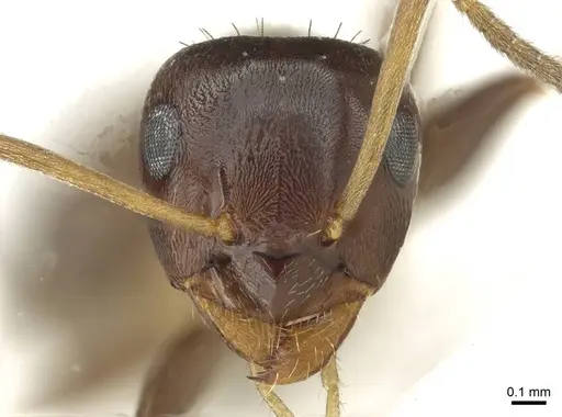 Lasius lasioides specimen CASENT0912293 image casent0912293_2