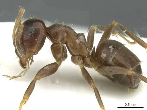 Lasius lasioides specimen CASENT0912293 image casent0912293_3