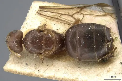 Lasius lasioides specimen CASENT0915590 image casent0915590_1