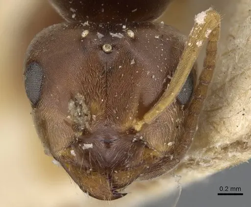 Lasius lasioides specimen CASENT0915590 image casent0915590_2