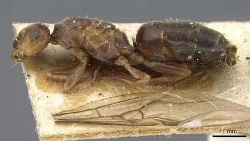 Lasius lasioides specimen CASENT0915590 image casent0915590_3