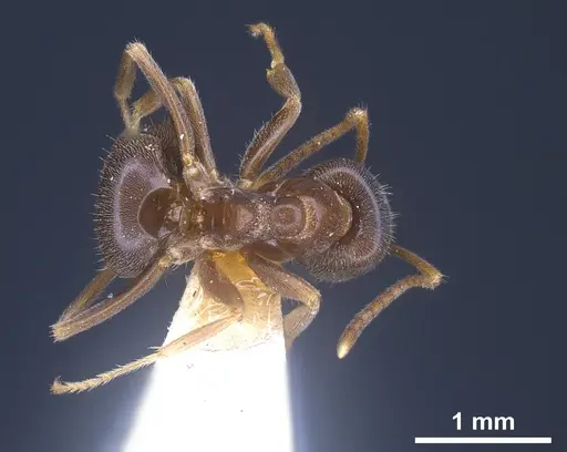 Lasius lawarai specimen ANTWEB1041271 image antweb1041271_1