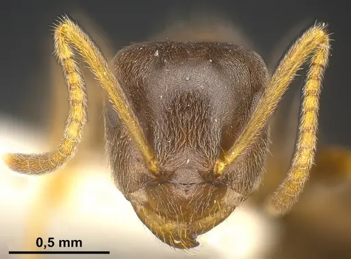 Lasius lawarai specimen ANTWEB1041271 image antweb1041271_3