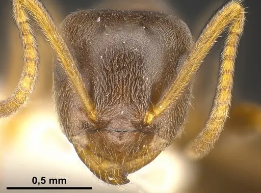 Lasius lawarai specimen ANTWEB1041271 image antweb1041271_4