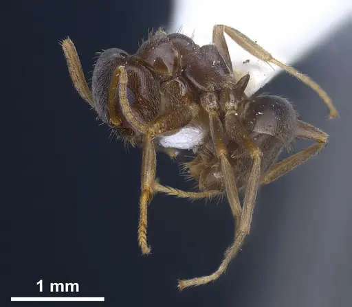 Lasius lawarai specimen ANTWEB1041271 image antweb1041271_5