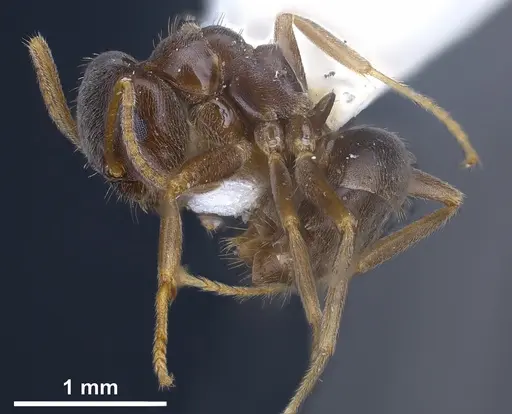 Lasius lawarai specimen ANTWEB1041271 image antweb1041271_6