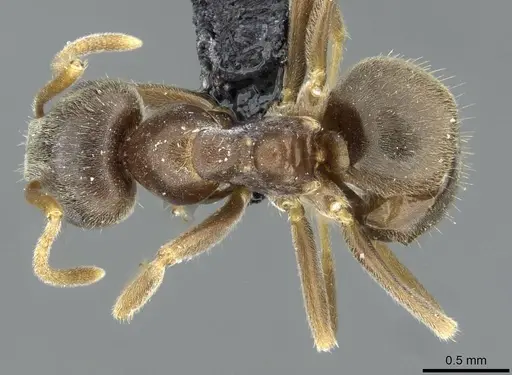 Lasius lawarai specimen CASENT0911182 image casent0911182_1