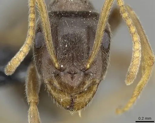 Lasius lawarai specimen CASENT0911182 image casent0911182_2