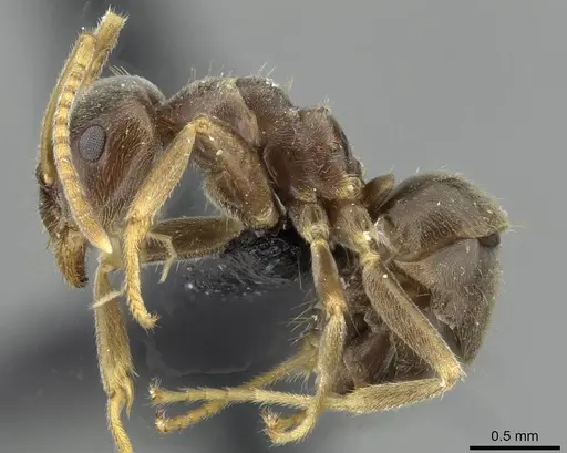 Lasius lawarai specimen CASENT0911182 image casent0911182_3