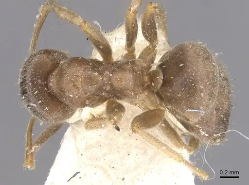 Lasius lawarai specimen CASENT0912289 image casent0912289_1