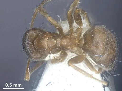 Lasius lawarai specimen CASENT0912289 image casent0912289_2
