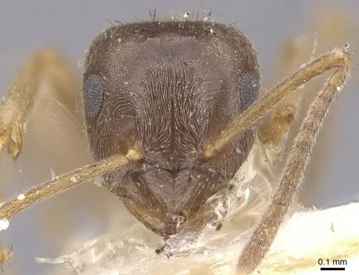 Lasius lawarai specimen CASENT0912289 image casent0912289_3