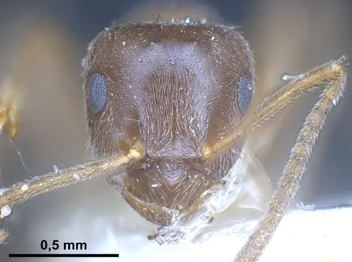 Lasius lawarai specimen CASENT0912289 image casent0912289_4