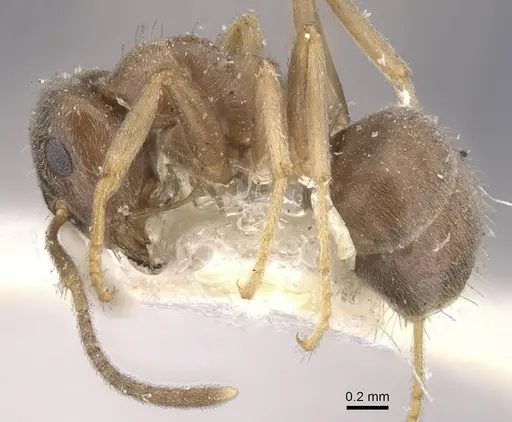 Lasius lawarai specimen CASENT0912289 image casent0912289_5