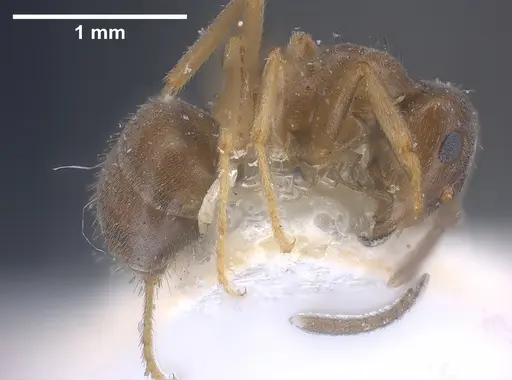 Lasius lawarai specimen CASENT0912289 image casent0912289_6
