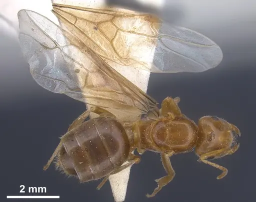 Lasius longiceps specimen ANTWEB1041270 image antweb1041270_1
