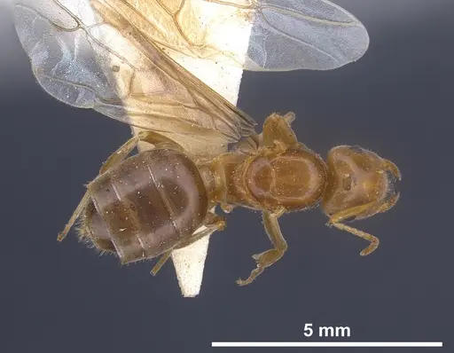Lasius longiceps specimen ANTWEB1041270 image antweb1041270_2