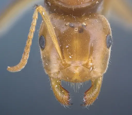 Lasius longiceps specimen ANTWEB1041270 image antweb1041270_3