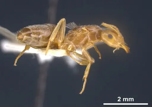 Lasius longiceps specimen ANTWEB1041270 image antweb1041270_4