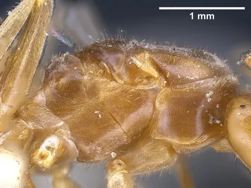Lasius longiceps specimen ANTWEB1041270 image antweb1041270_5