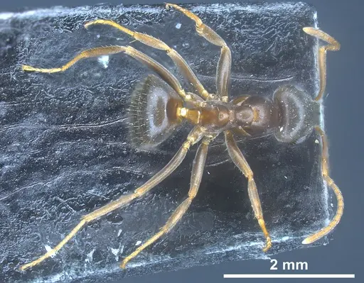 Lasius longipalpus specimen ANTWEB1041446 image antweb1041446_1