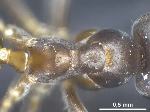 Lasius longipalpus specimen ANTWEB1041446 image antweb1041446_2