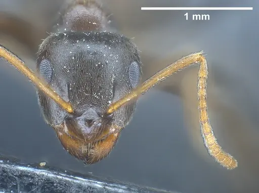 Lasius longipalpus specimen ANTWEB1041446 image antweb1041446_3