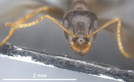 Lasius longipalpus specimen ANTWEB1041446 image antweb1041446_4