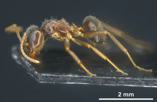 Lasius longipalpus specimen ANTWEB1041446 image antweb1041446_5