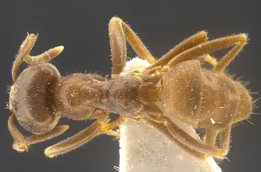 Lasius magnus specimen ANTWEB1041272 image antweb1041272_1
