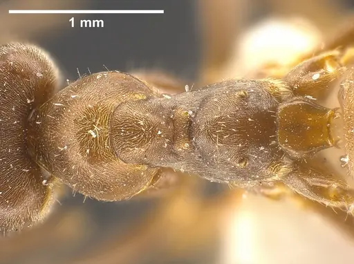 Lasius magnus specimen ANTWEB1041272 image antweb1041272_2