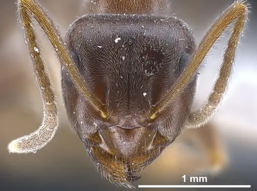 Lasius magnus specimen ANTWEB1041272 image antweb1041272_3