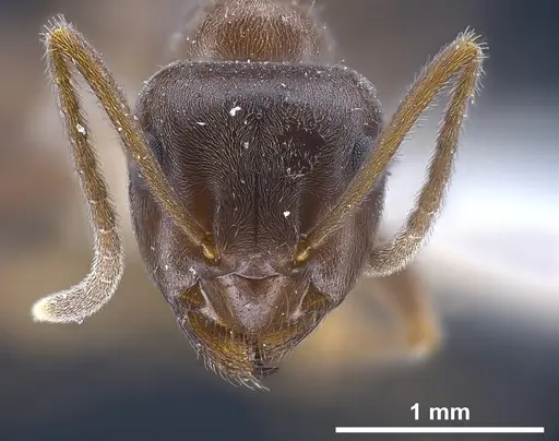 Lasius magnus specimen ANTWEB1041272 image antweb1041272_4