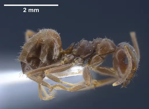 Lasius magnus specimen ANTWEB1041272 image antweb1041272_5