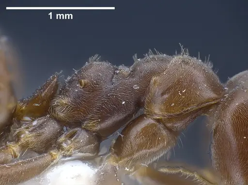 Lasius magnus specimen ANTWEB1041272 image antweb1041272_6
