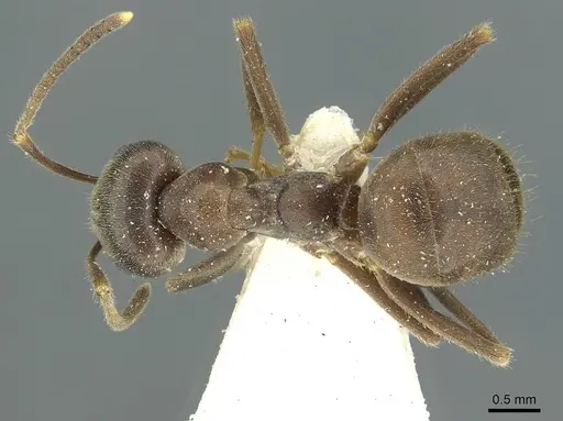 Lasius magnus specimen CASENT0912294 image casent0912294_1