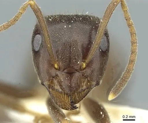 Lasius magnus specimen CASENT0912294 image casent0912294_2