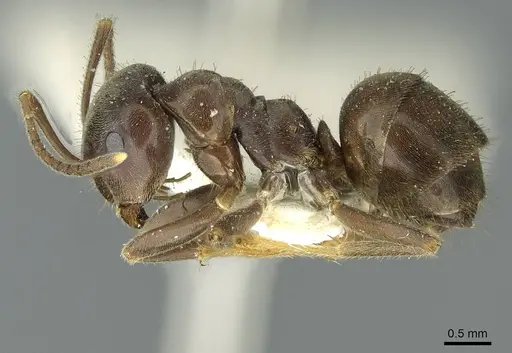 Lasius magnus specimen CASENT0912294 image casent0912294_3