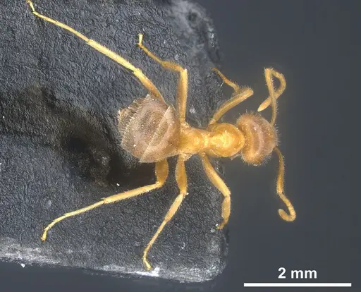 Lasius maltaeus specimen ANTWEB1041447 image antweb1041447_1