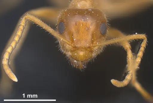 Lasius maltaeus specimen ANTWEB1041447 image antweb1041447_4