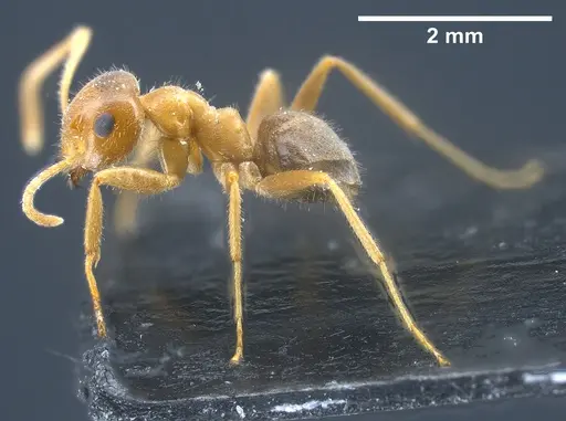 Lasius maltaeus specimen ANTWEB1041447 image antweb1041447_5