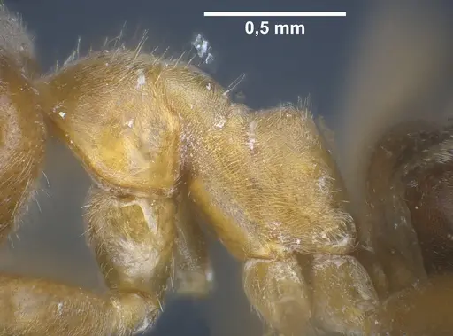 Lasius maltaeus specimen ANTWEB1041447 image antweb1041447_6