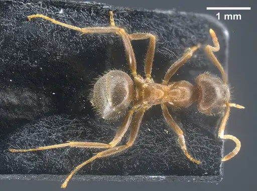 Lasius mauretanicus specimen ANTWEB1041448 image antweb1041448_1
