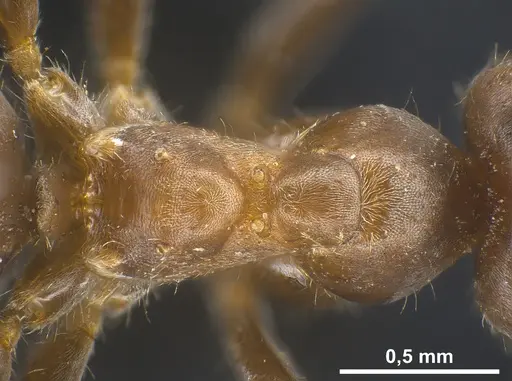 Lasius mauretanicus specimen ANTWEB1041448 image antweb1041448_2