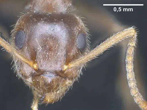 Lasius mauretanicus specimen ANTWEB1041448 image antweb1041448_3