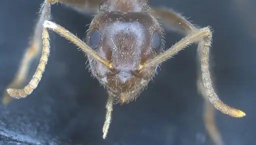 Lasius mauretanicus specimen ANTWEB1041448 image antweb1041448_4